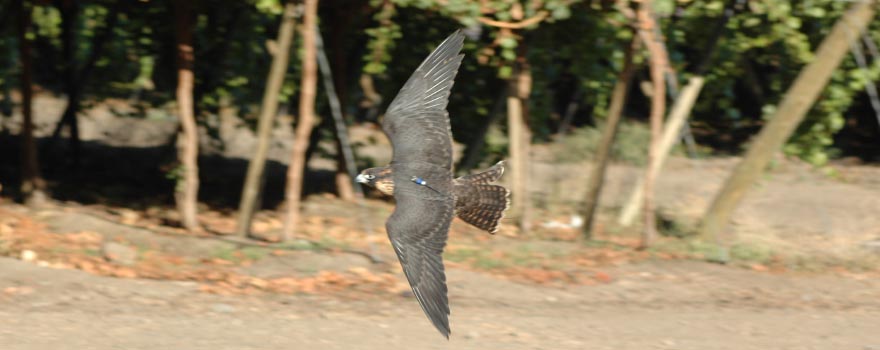 "Control de Aves"